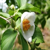 white camellia for sale