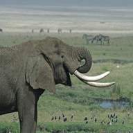 elephant tusks for sale