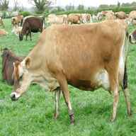 jersey cow for sale