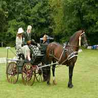 carriage driving horses for sale