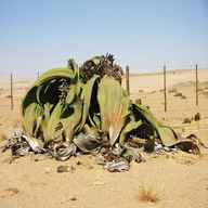 welwitschia for sale