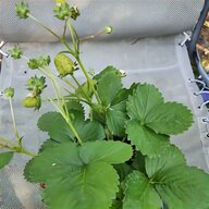 strawberry plants for sale