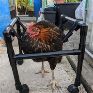 metal chicken feeder for sale