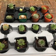 tiny succulents for sale