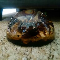 scorpion amber for sale