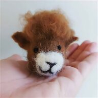 miniature sheep for sale