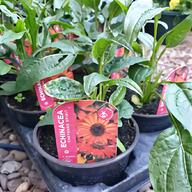 echinacea for sale