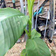 banana palm for sale