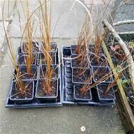 ornamental bamboo for sale