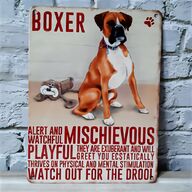 boxer dog for sale