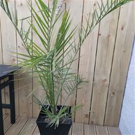 6ft palm tree for sale