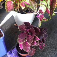 large house plants for sale