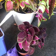 primula plants for sale