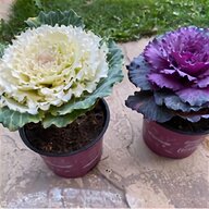 cabbage roses for sale