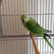 breeding parrots for sale