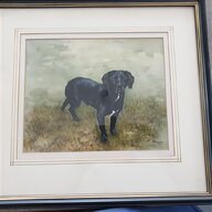 black labrador for sale