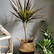dragon plant for sale