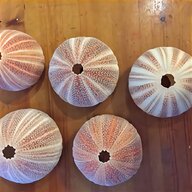 sea urchin for sale