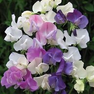 sweet pea flowers for sale