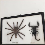 taxidermy bugs for sale