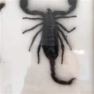 taxidermy bugs for sale