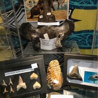 dinosaur fossils for sale