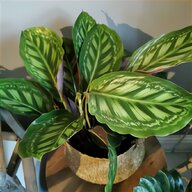 large outdoor plants for sale