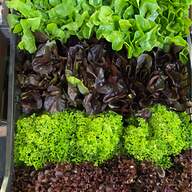 vegetable lettuce plants for sale