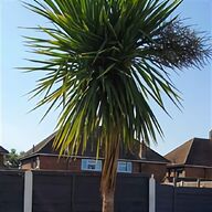 torbay palm trees for sale