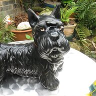 black dachshund for sale