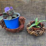 violet plants for sale
