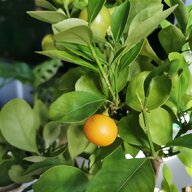 orange tree for sale