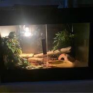 leopard gecko for sale