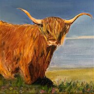 highland cattle for sale