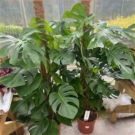 stock plants for sale