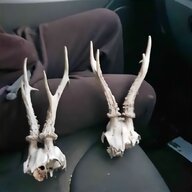 roe deer antlers for sale