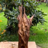 bonsai oak for sale