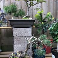 scots pine for sale