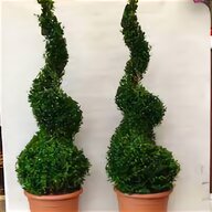 buxus for sale