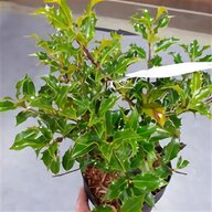 bromeliad plant for sale