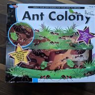 ant colony for sale