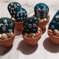 cactus pots for sale