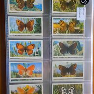 british butterflies for sale