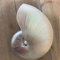 pearl nautilus shell for sale