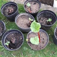 rhubarb forcer for sale