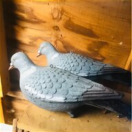 garden pigeon for sale