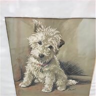 working terrier for sale