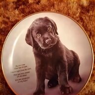 labrador plates for sale