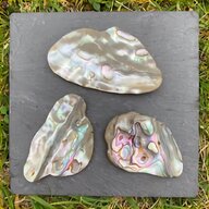 abalone shell pieces for sale