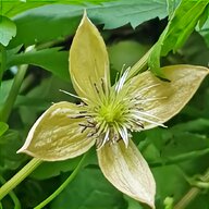 clematis seeds for sale